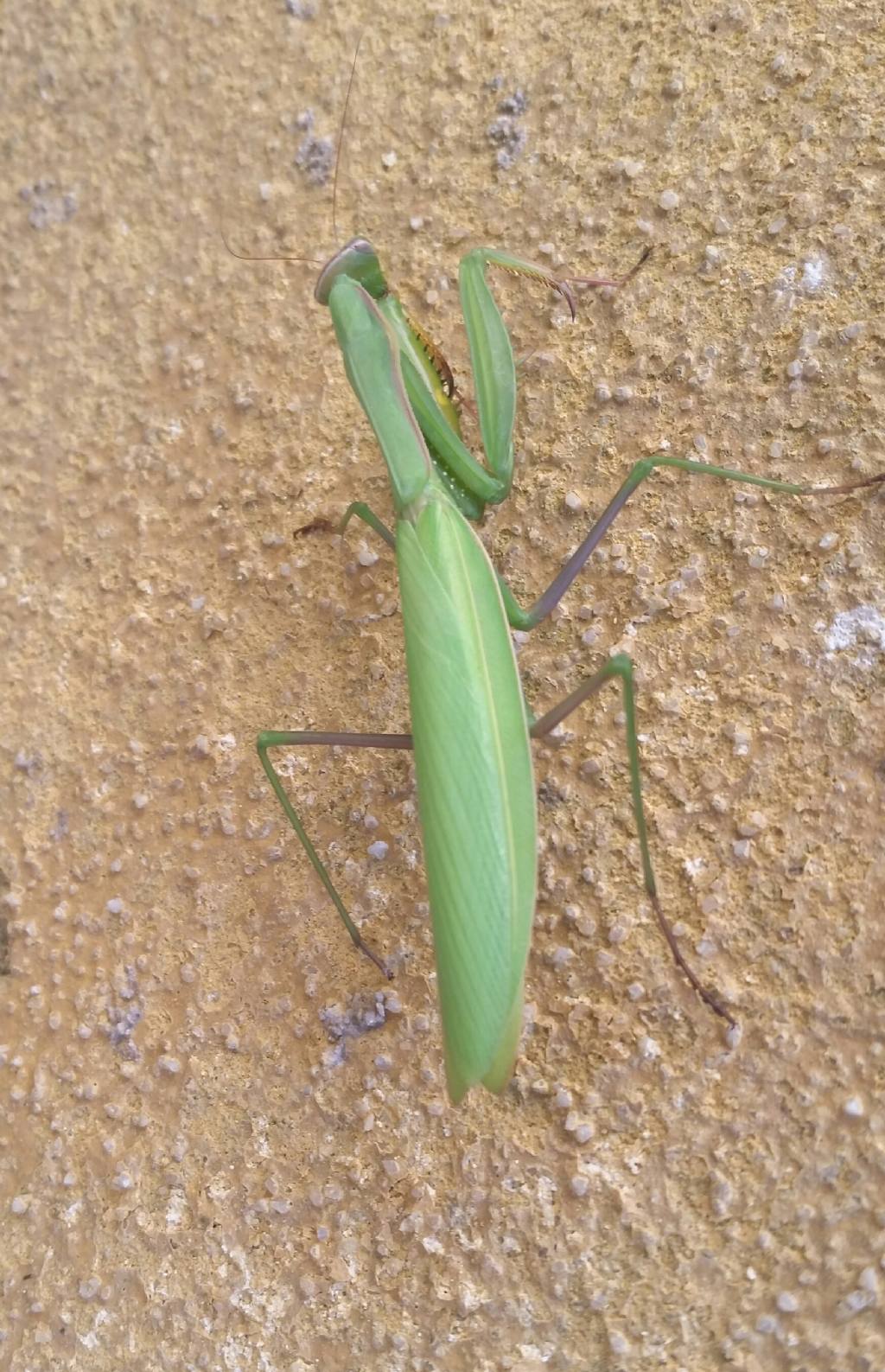 Mantis religiosa?  S !